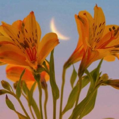 彩神lllv入口手机app下载截图